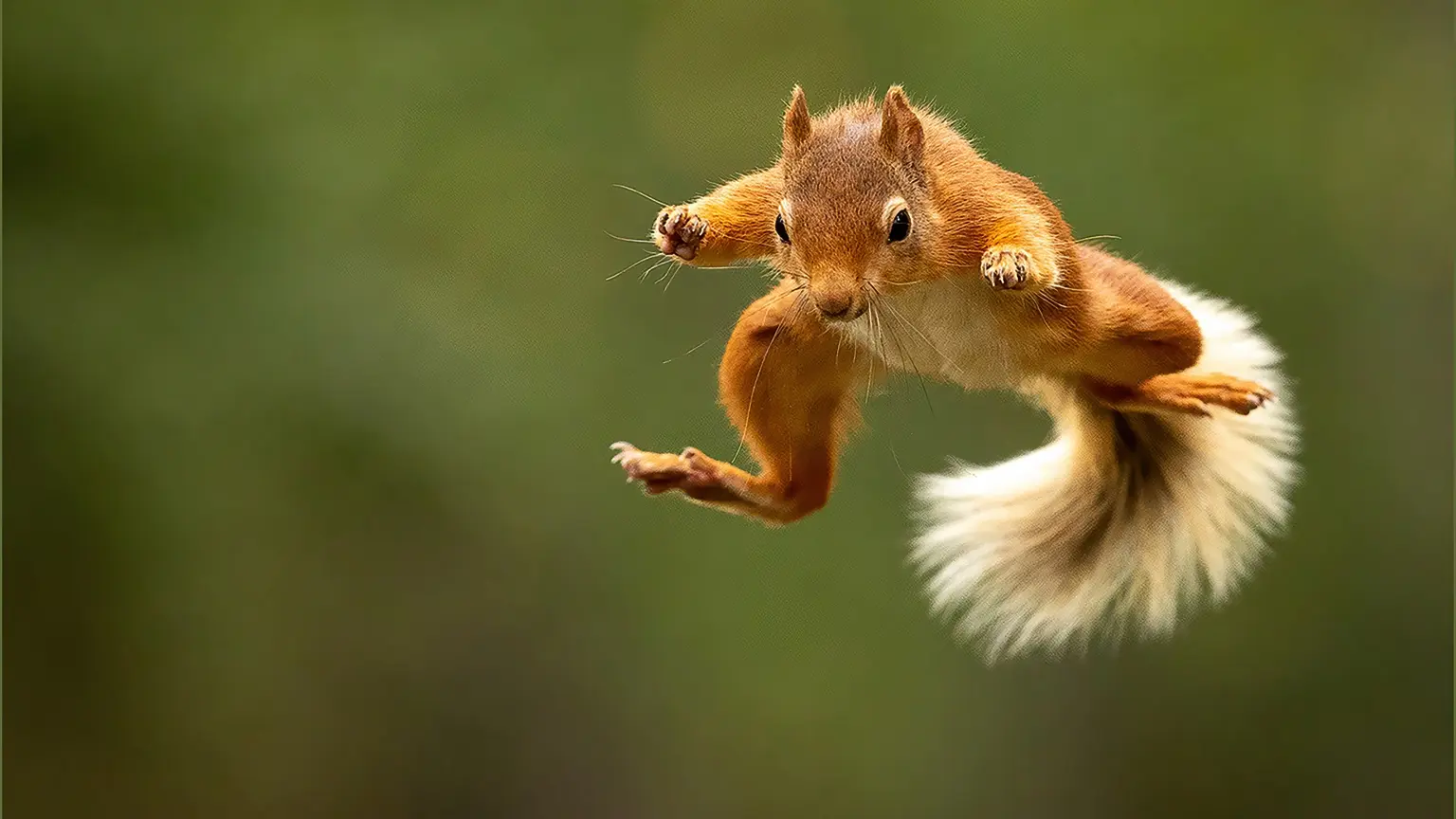 Rotes Eichhörnchen mit ausgestreckten Pfoten im Sprung vor grünem Hintergrund