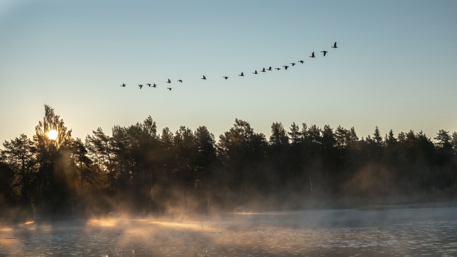 Gänse fliegen in Formation über einen nebligen See bei Sonnenaufgang