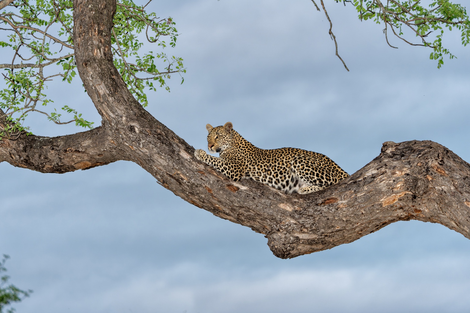 Leopard ruht auf einem kräftigen Baumast vor blauem Himmel