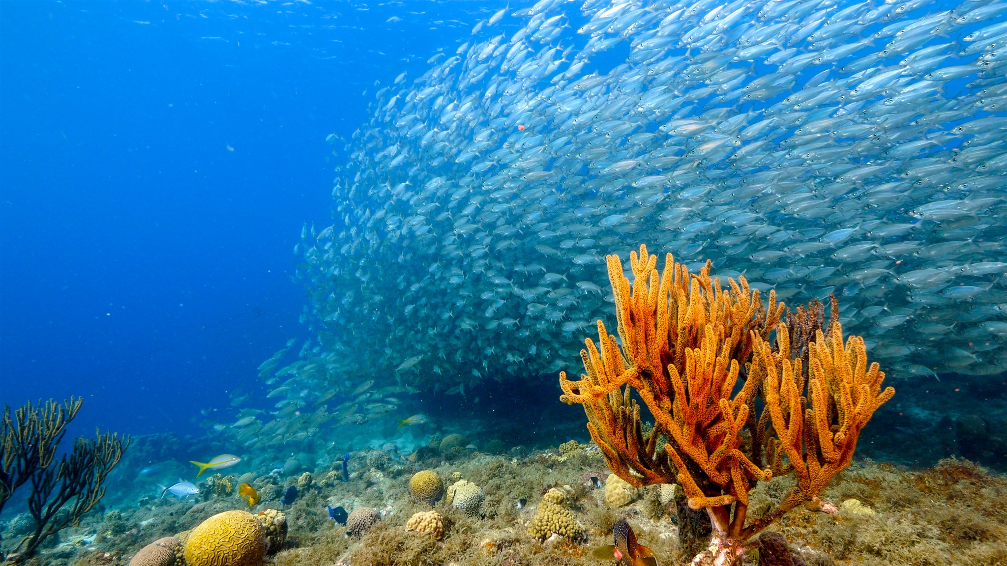 Fischschwarm über einem Korallenriff im blauen Meer