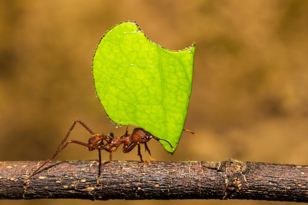 Eine Blattschneiderameise trägt ein großes grünes Blatt über einen Ast.