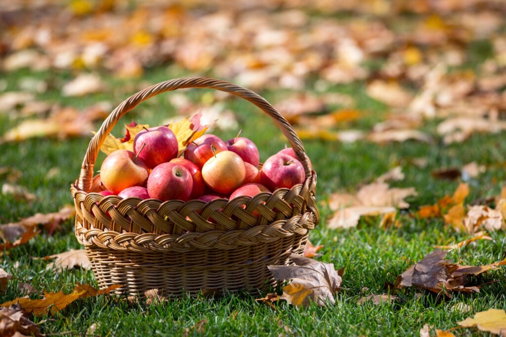 Gefüllter Apfelkorb auf einer herbstlichen Wiese als Symbol für den Ertrag eines Unternehmens